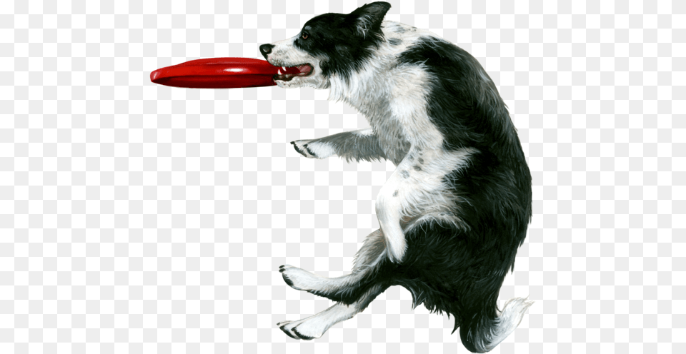 Dog Fabric Border Collie Custom Print Fabric Dog Catching Frisbee White Background, Toy, Animal, Canine, Mammal Free Png Download