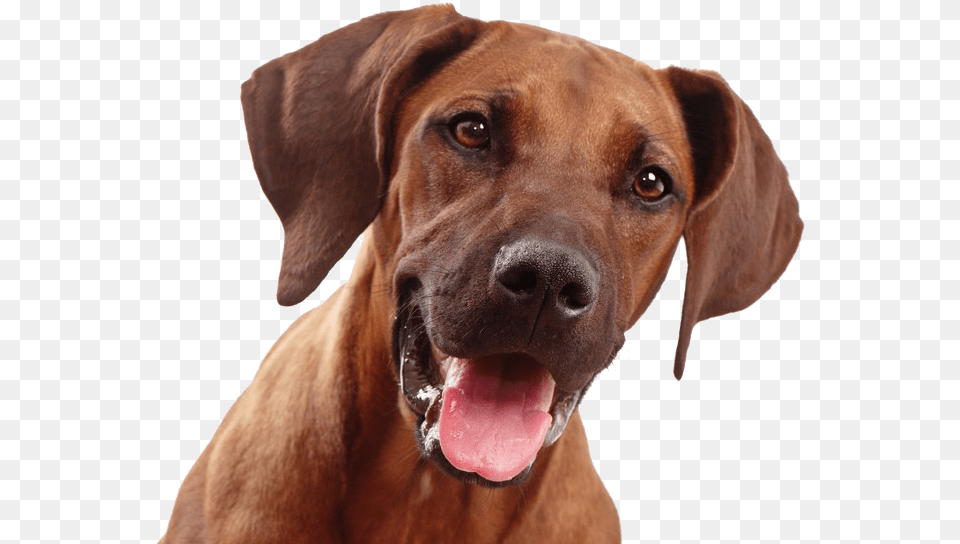 Dog Face, Animal, Boxer, Bulldog, Canine Png Image