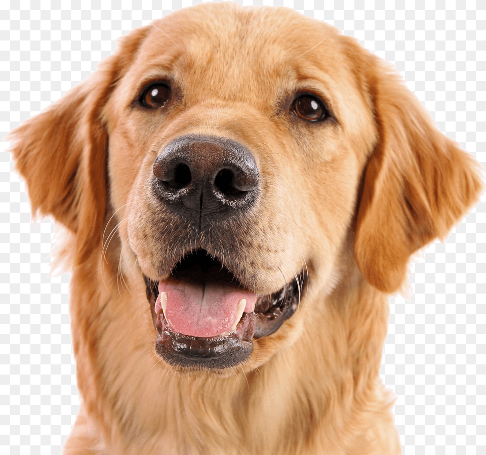 Dog Face, Animal, Canine, Golden Retriever, Mammal Png