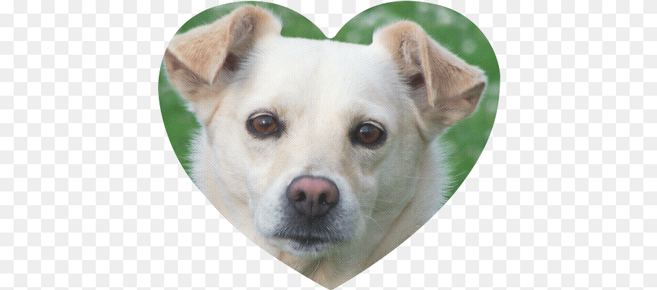 Dog Face Close Up Heart Shaped Mousepad Dog, Animal, Canine, Mammal, Pet Free Png Download