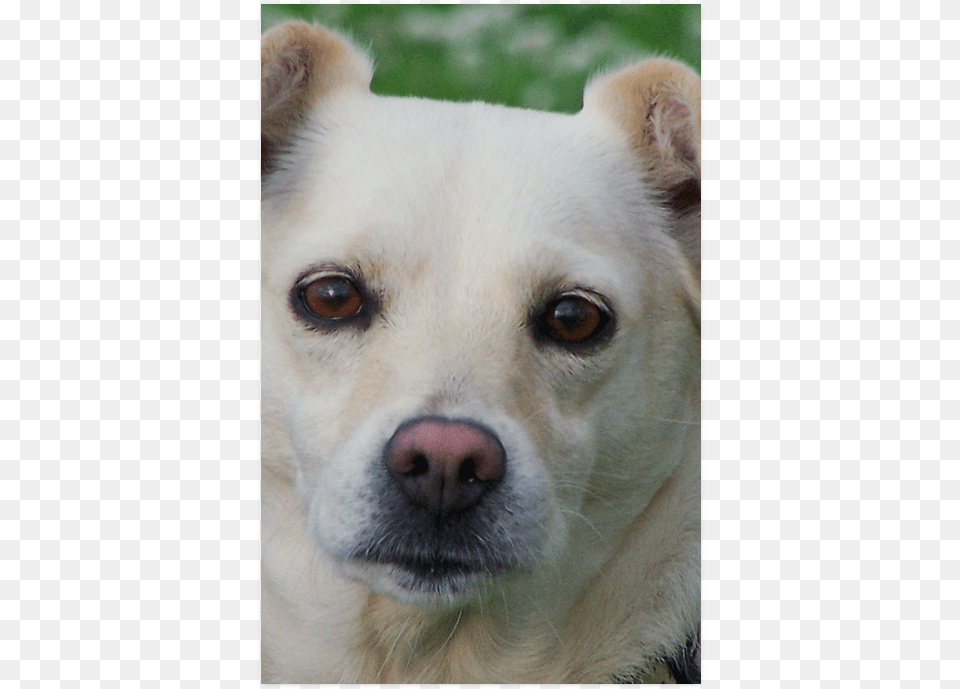 Dog Face Close Up Poster 22 X34 Hokkaido, Animal, Canine, Mammal, Pet Png Image