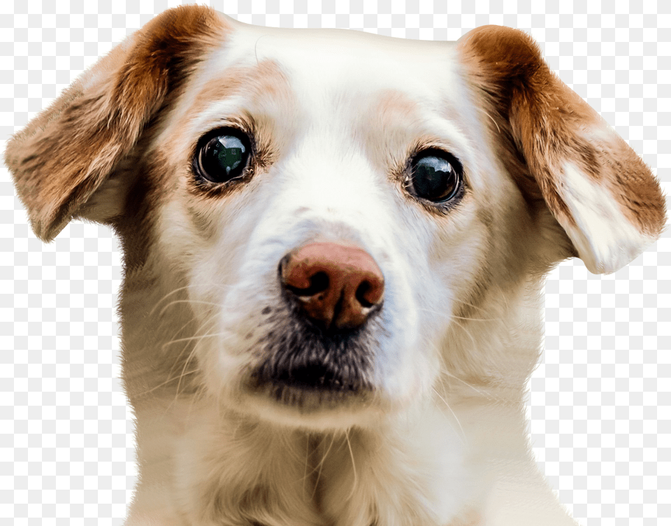 Dog Face Image Dog Face, Animal, Canine, Mammal, Pet Free Png