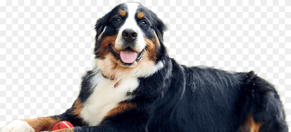 Dog Facing Camera Bernese Mountain Dog, Animal, Pet, Mammal, Canine Free Png Download