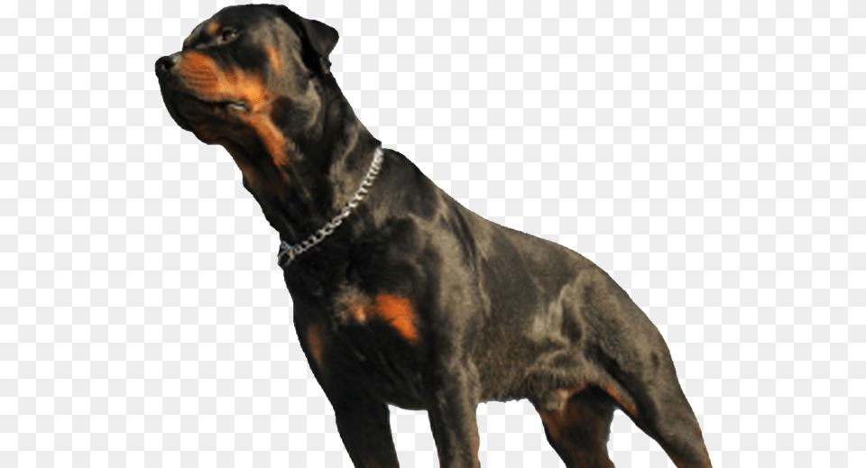 Dog Fatally Mauls Baby In Los Angeles Rottweiler, Animal, Canine, Mammal, Pet Free Png