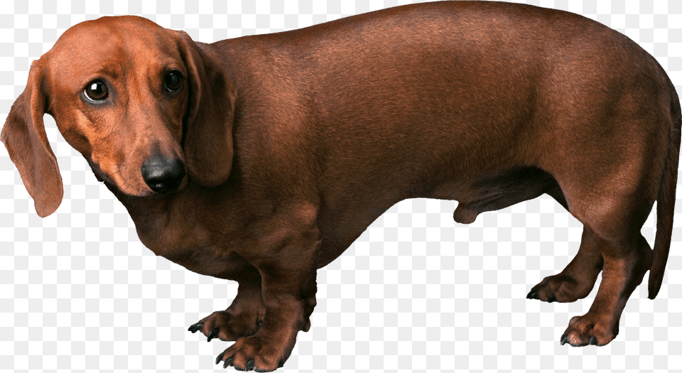 Dog Fearful Dog, Snout, Animal, Canine, Mammal Free Png Download