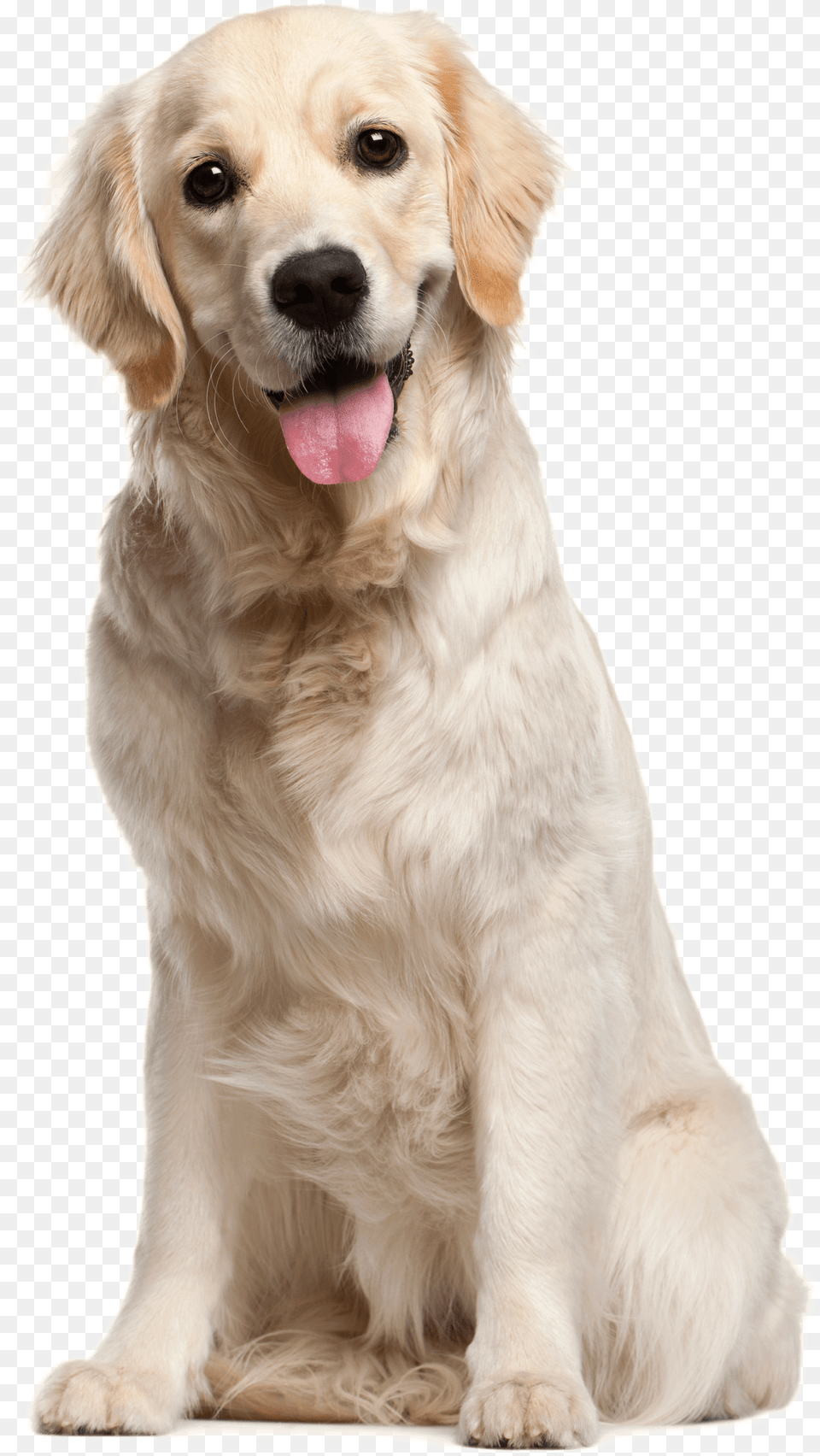 Dog File Dog, Animal, Canine, Golden Retriever, Mammal Free Png Download