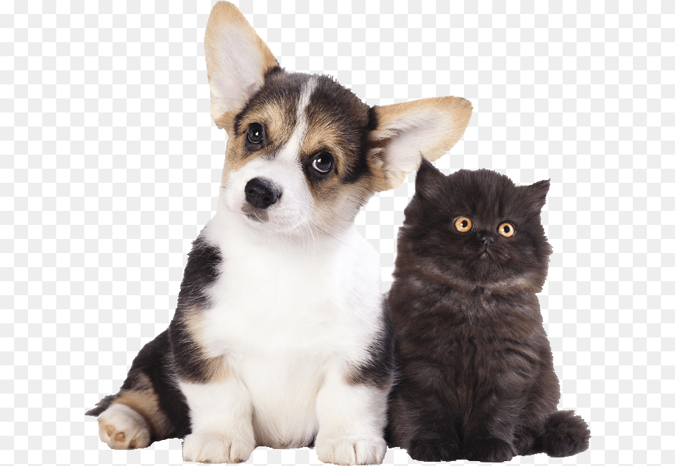 Dog Filter, Animal, Canine, Mammal, Pet Free Png Download