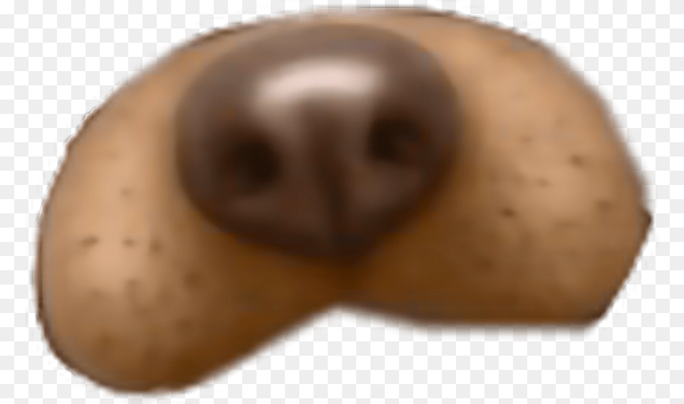 Dog Filter Snapchat Dogfilter Freetoedit Sapodilla, Snout, Person, Face, Food Free Png