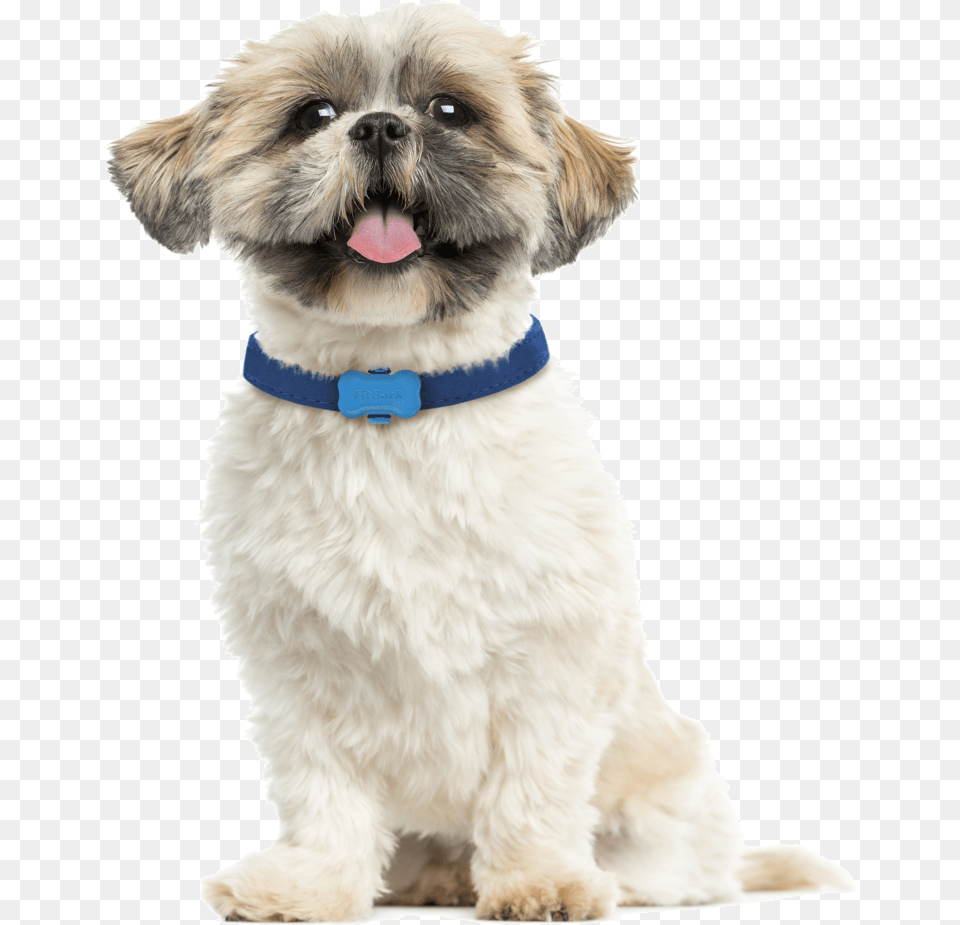 Dog Fitbit, Animal, Canine, Mammal, Pet Free Png