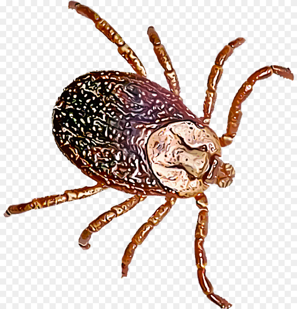 Dog Flea, Animal, Insect, Invertebrate, Tick Free Png