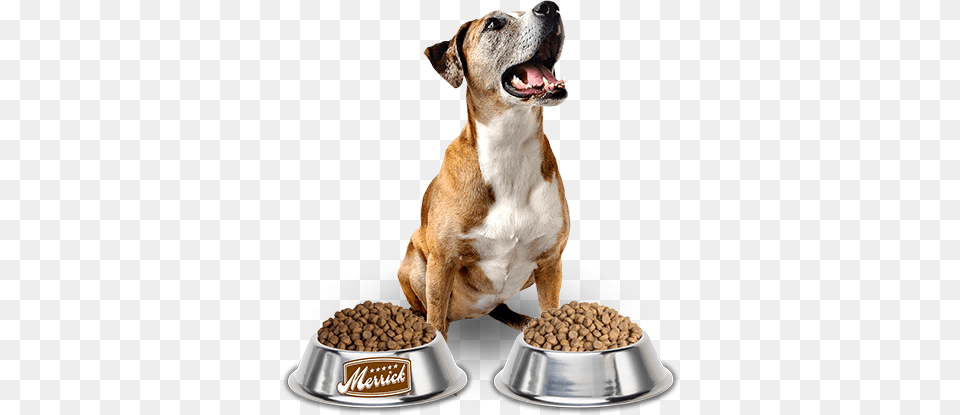 Dog Food, Animal, Canine, Mammal, Pet Free Transparent Png