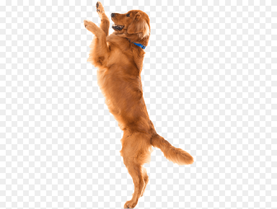 Dog Food Cat Joint Pet Transparent Dog Jumping, Animal, Canine, Golden Retriever, Mammal Free Png Download
