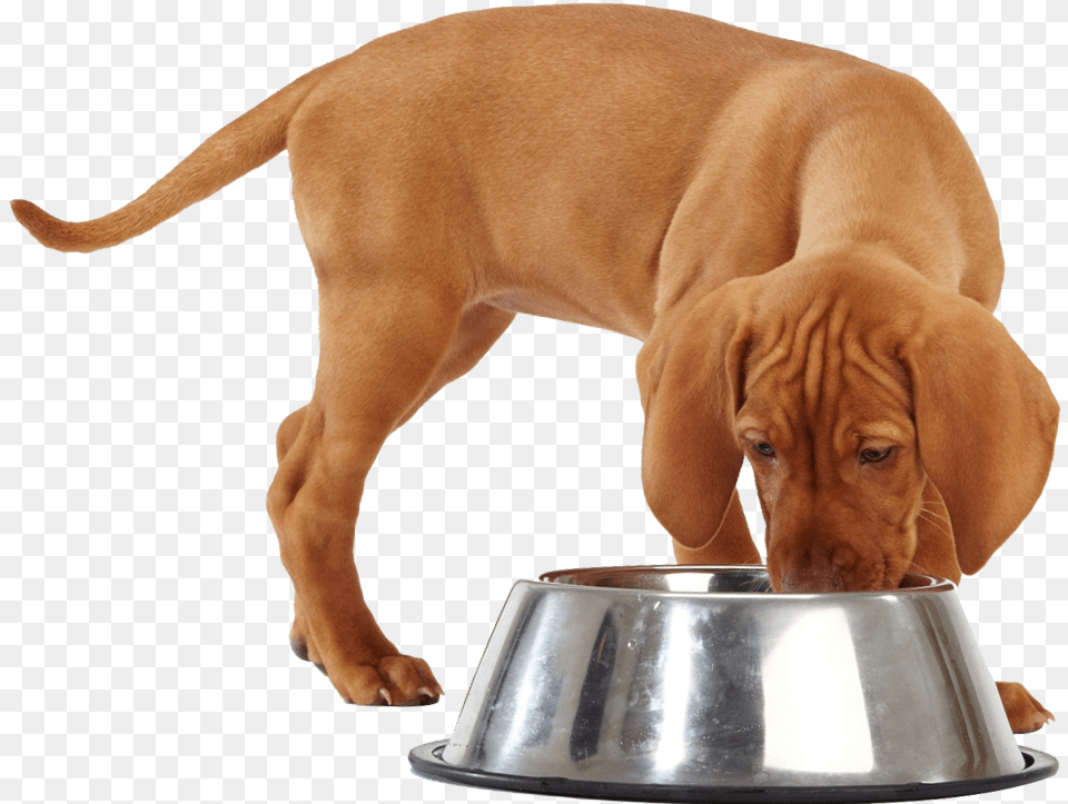 Dog Food Dog Eating Food Cartoon, Animal, Canine, Hound, Mammal Free Png