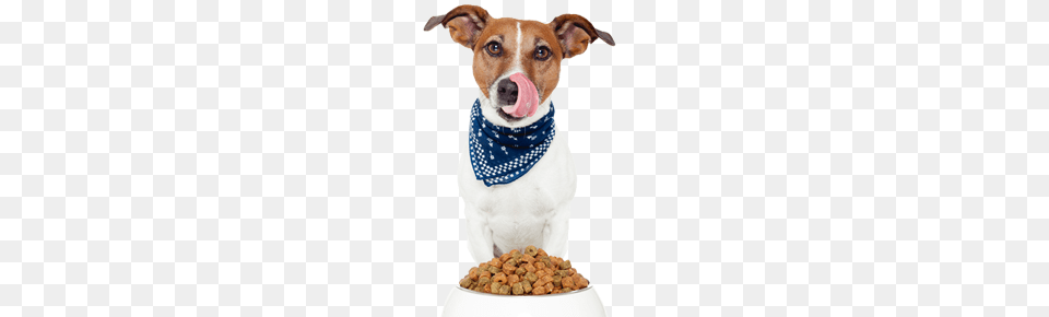 Dog Food Paringa Pet Foods, Accessories, Animal, Canine, Mammal Free Png Download