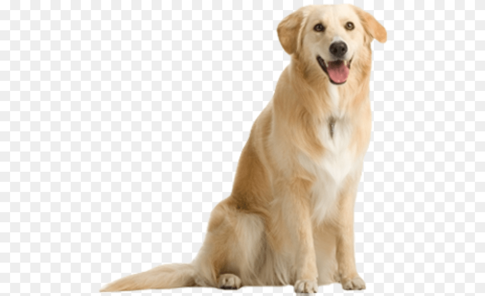 Dog For Designing Dog, Animal, Canine, Golden Retriever, Mammal Free Transparent Png