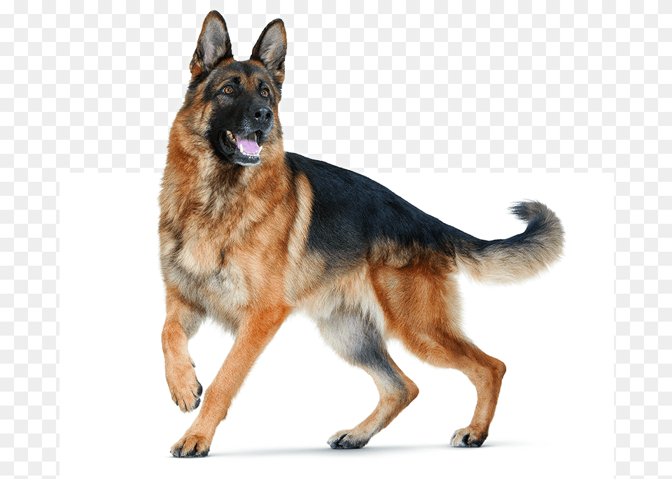 Dog For Editing, Animal, Canine, German Shepherd, Mammal Free Png Download