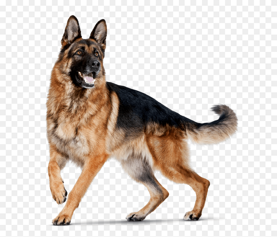 Dog For Editing, Animal, Canine, German Shepherd, Mammal Free Transparent Png