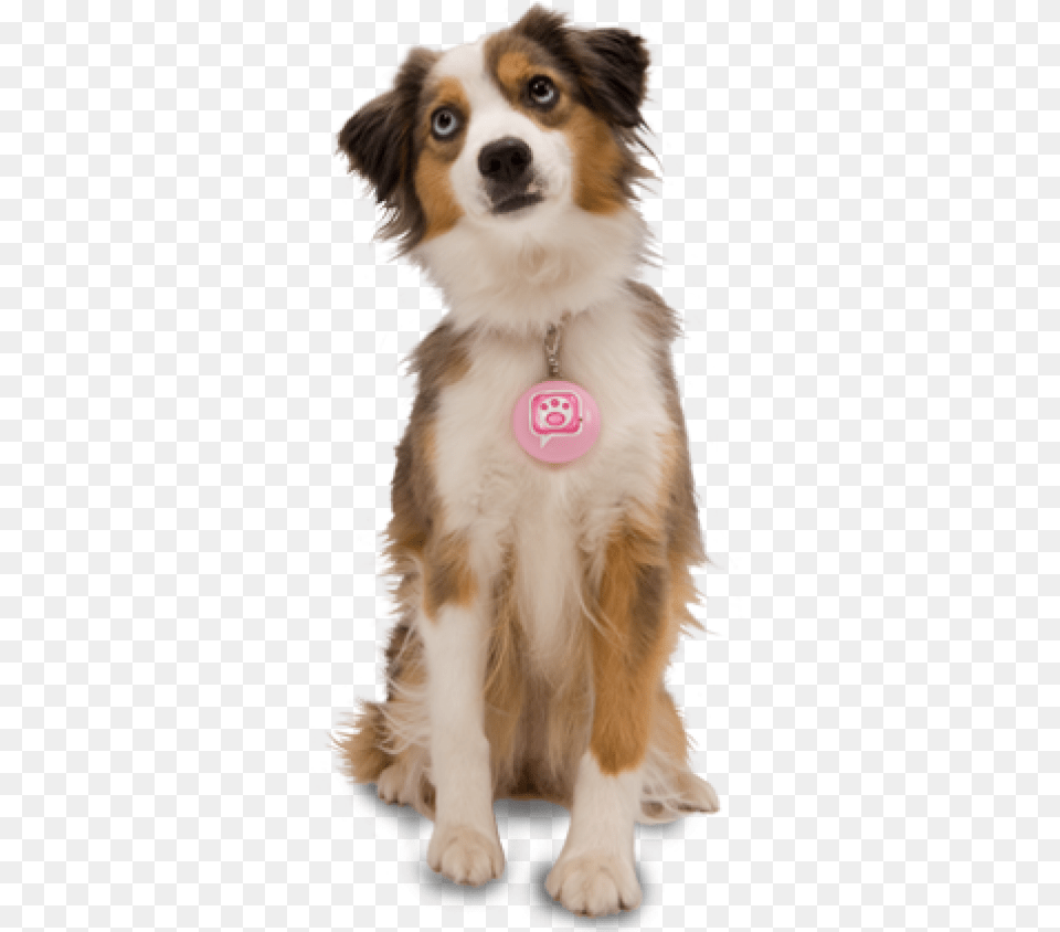 Dog For Web With Pink Tag, Animal, Canine, Mammal, Pet Free Png
