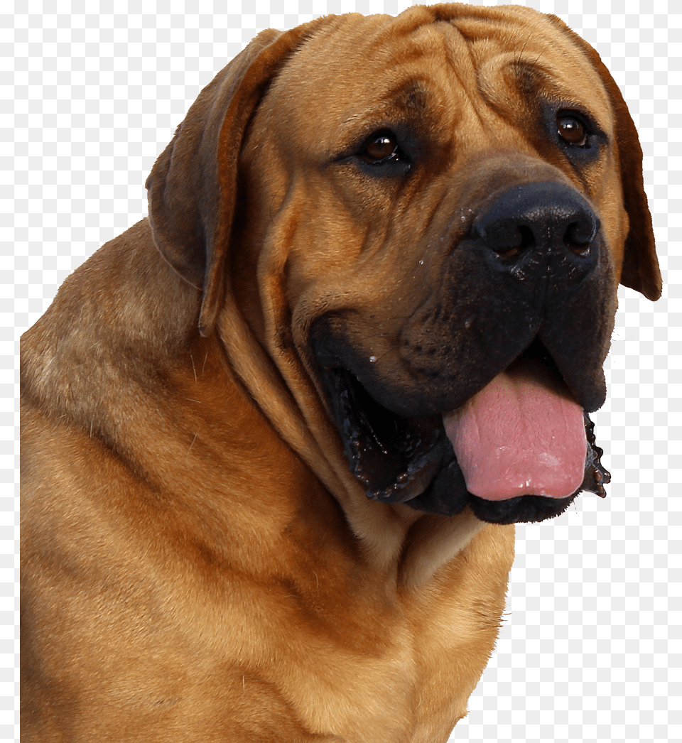Dog Format Dog, Animal, Boxer, Bulldog, Canine Png Image