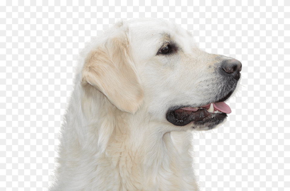 Dog Free Golden Retriever Pet Hundeportrait Animal Hund Freigestellt Kostenlos, Canine, Mammal, Golden Retriever, White Dog Png