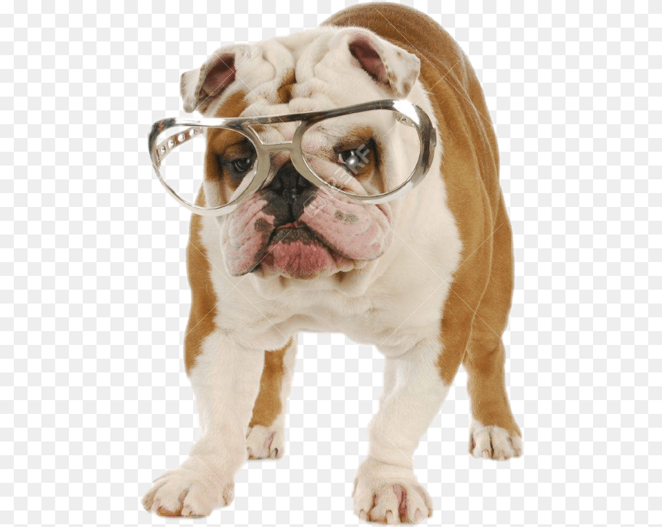 Dog Funny Sunglasses Bulldog Ingles Con Anteojos, Animal, Canine, Mammal, Pet Free Png Download