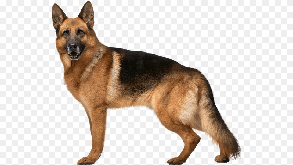 Dog German Shepherd, Animal, Canine, German Shepherd, Mammal Free Transparent Png