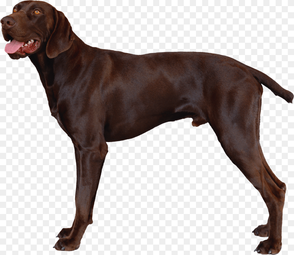 Dog German Shorthaired Pointer Fci, Animal, Canine, Labrador Retriever, Mammal Free Png