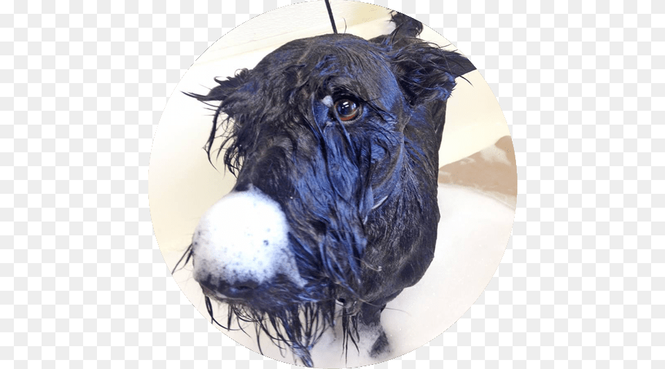 Dog Getting A Bath Dog, Animal, Canine, Mammal, Pet Free Png Download