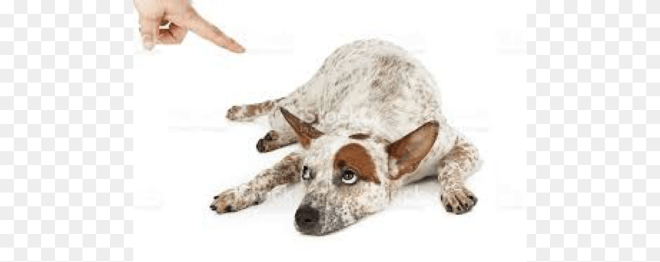 Dog Getting Scolded, Animal, Canine, Mammal, Pet Free Png