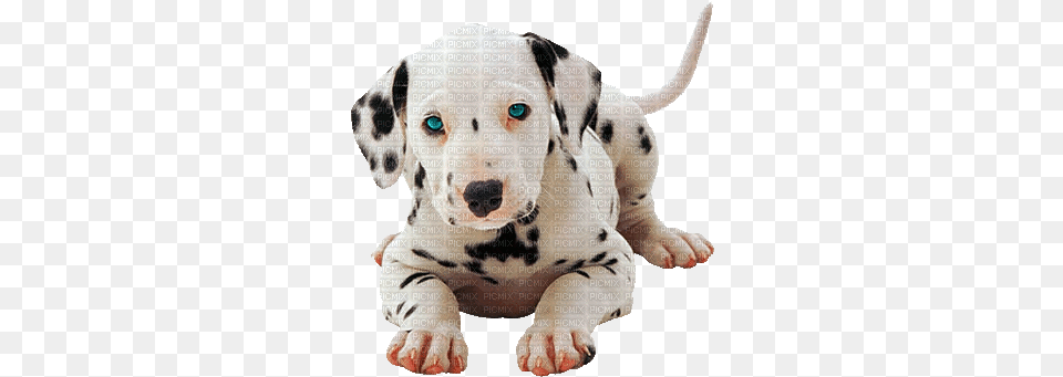 Dog Gif Dogs Stickers Animals Auguri E Fantasia Buonanotte Con Cagnolino Dalmata, Animal, Canine, Mammal, Pet Png