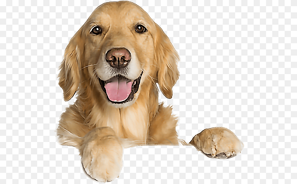 Dog Goldenretriever Funny Leaning Cute Dog Of Luck Meme, Animal, Canine, Golden Retriever, Mammal Png