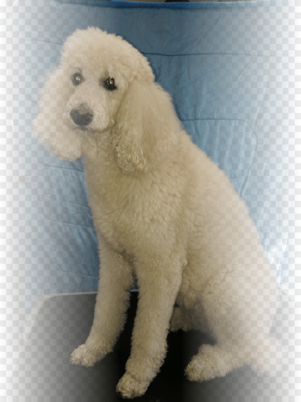 Dog Grooming In St Louis Before Photo St Louis, Animal, Canine, Mammal, Pet Free Png Download