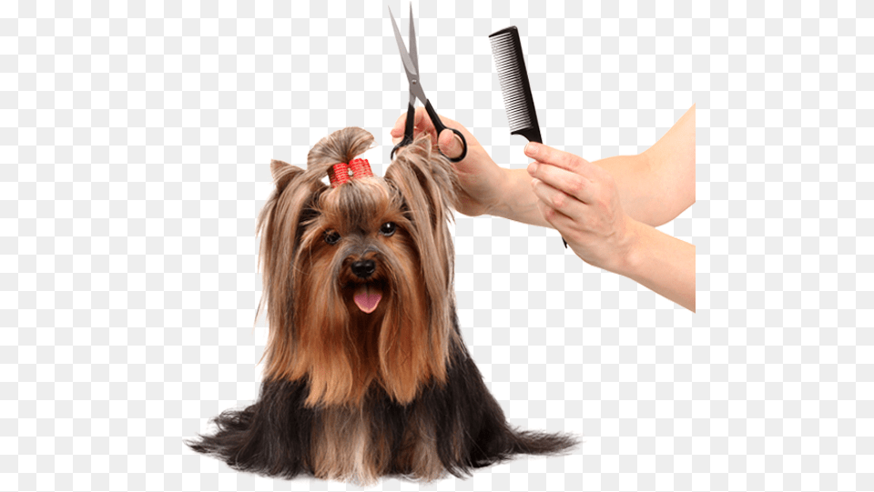 Dog Grooming Pet Grooming, Scissors, Hairdresser, Person, Animal Png