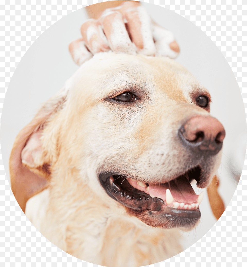 Dog Grooming Pictures Stock, Animal, Pet, Canine, Mammal Png