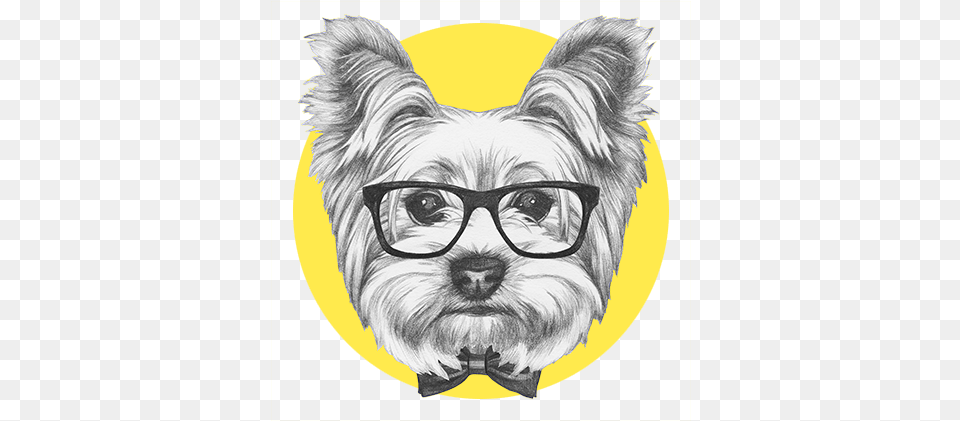 Dog Grooming Regina7 Yorkshire Terrier Drawing, Accessories, Glasses, Art, Animal Free Transparent Png