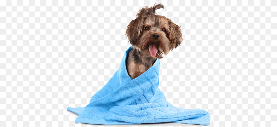 Dog Grooming Trimsalon Lingemeer, Person, Towel Free Png Download