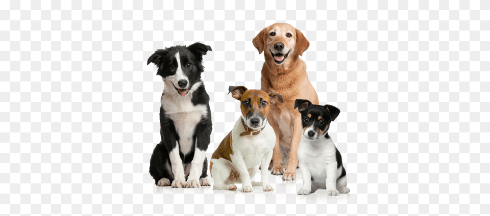 Dog Group, Animal, Canine, Mammal, Pet Free Png Download