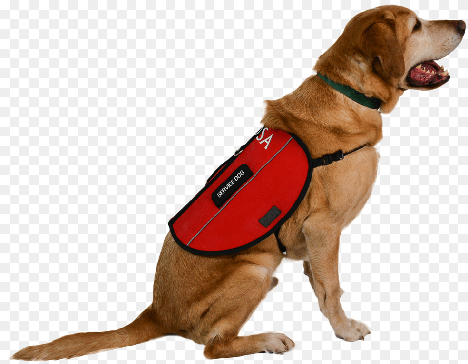 Dog Harness Leash Emotional Support Service Dog, Clothing, Lifejacket, Vest, Animal Free Png Download