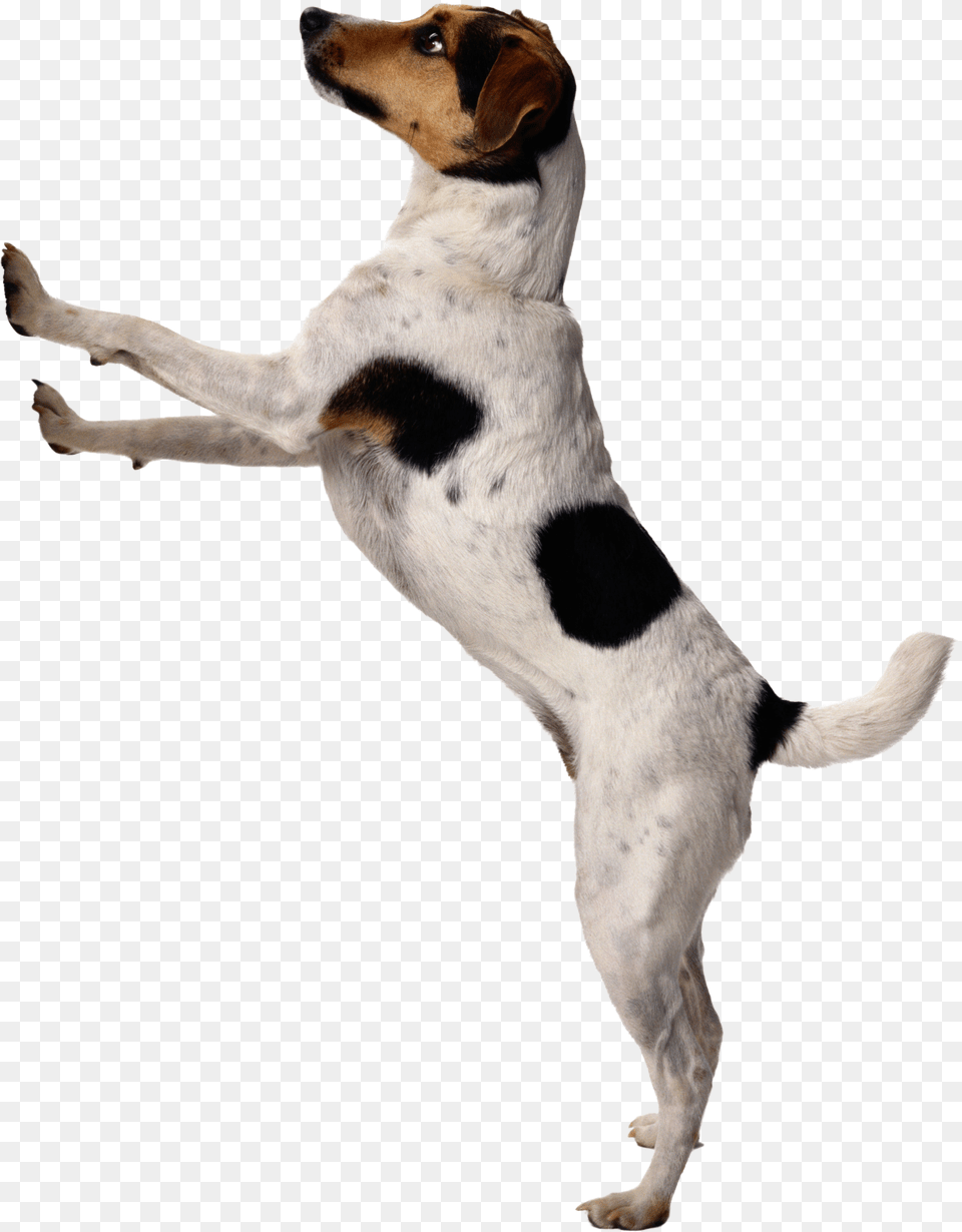 Dog Hd, Animal, Canine, Hound, Mammal Free Transparent Png