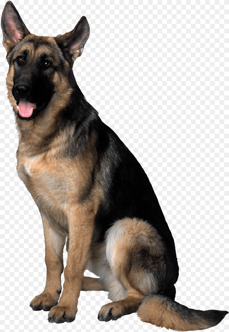 Dog Hd Image Clipart, Animal, Canine, German Shepherd, Mammal Free Transparent Png