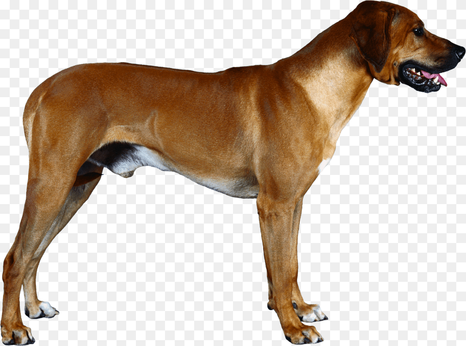Dog Hd Vector Clipart, Animal, Canine, Mammal, Pet Free Png