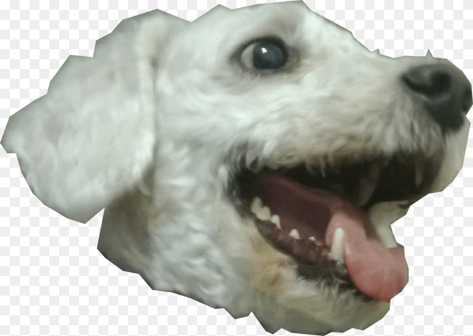 Dog Head, Animal, Canine, Mammal, Pet Free Png Download