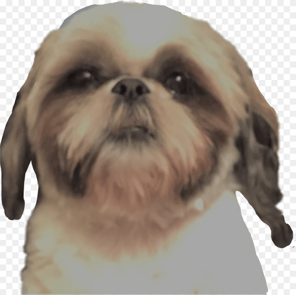 Dog Head Chinese Imperial Dog, Animal, Canine, Mammal, Pet Png Image