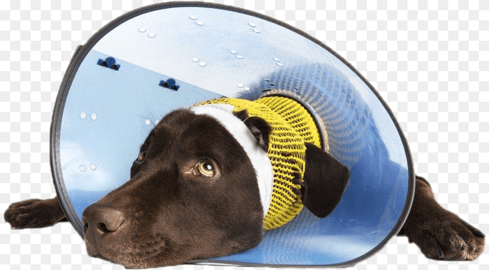 Dog Head Cone Em1024png Cirurgia Esttica Em Animais, Hat, Clothing, Cap, Pet Png