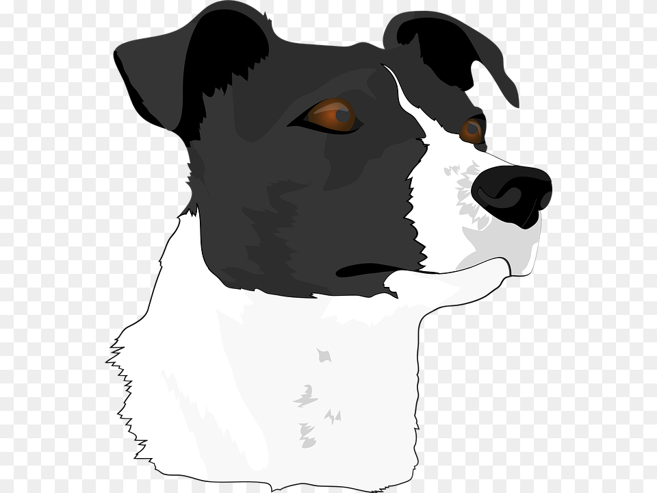 Dog Head Dog Terrier Animal Portrait Pet Animal Brazilian Terrier, Adult, Wedding, Person, Female Free Png