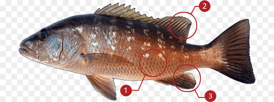 Dog Head Snapper, Animal, Fish, Sea Life, Perch Png Image