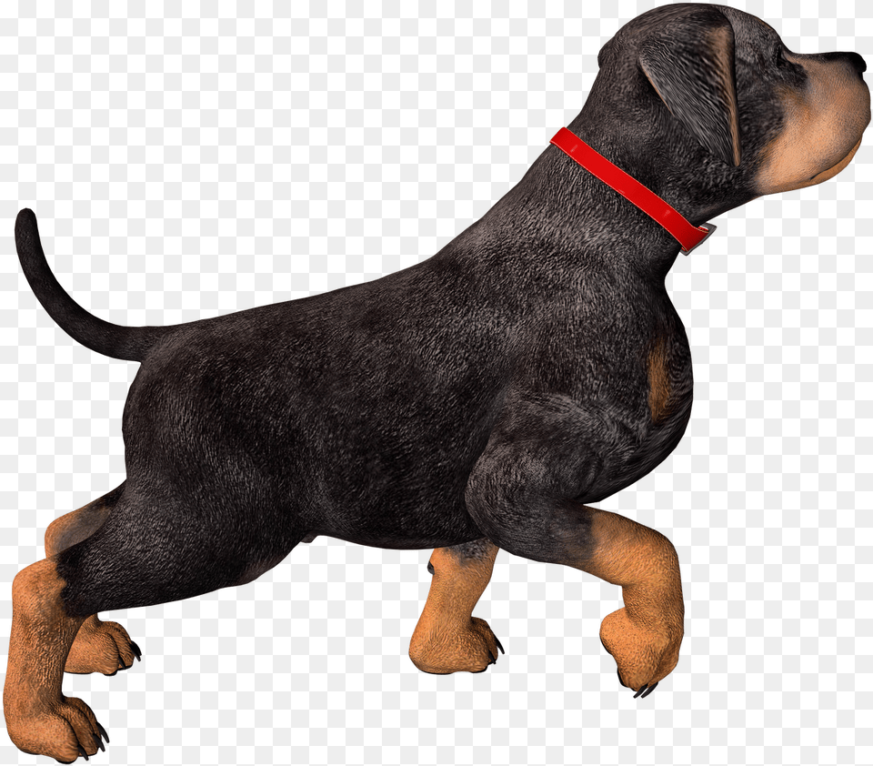 Dog High Resolution, Animal, Canine, Mammal, Pet Free Png Download