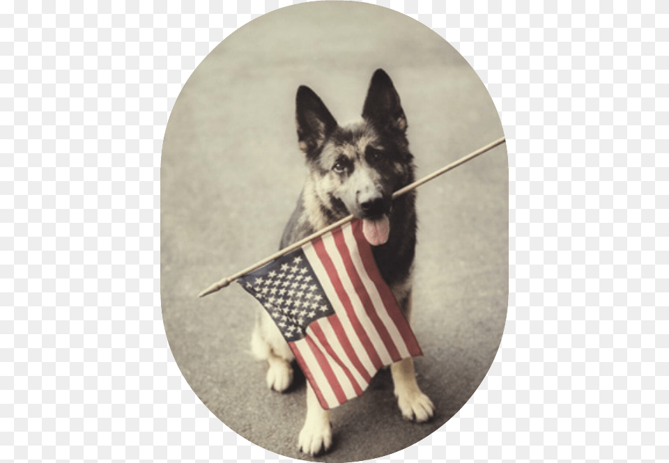 Dog Holding American Flag Happy Labor Day Dogs, American Flag, Animal, Canine, Mammal Png