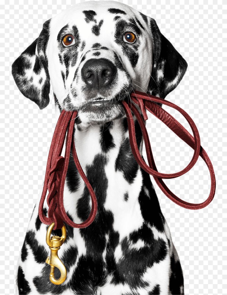 Dog Holding Pencil, Animal, Canine, Mammal, Pet Png Image