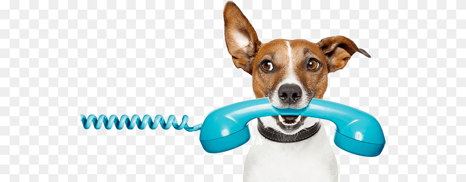 Dog Holdingphone1 Canine Cognition Dog Talking On Phone, Electronics, Animal, Mammal, Pet Free Png Download